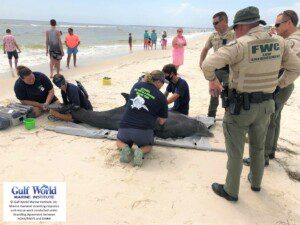 Gulf World Marine Institute