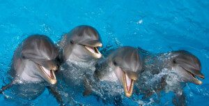 Swim with the Dolphins at Gulf World Panama City Beach